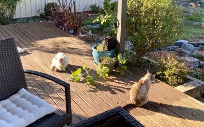 Three cats, Angst, Sooty and Whitey, sitting together on a timber deck.